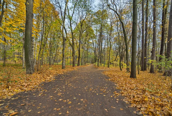 Footpat Między Drzewami Złotym Lesie Jesiennym — Zdjęcie stockowe