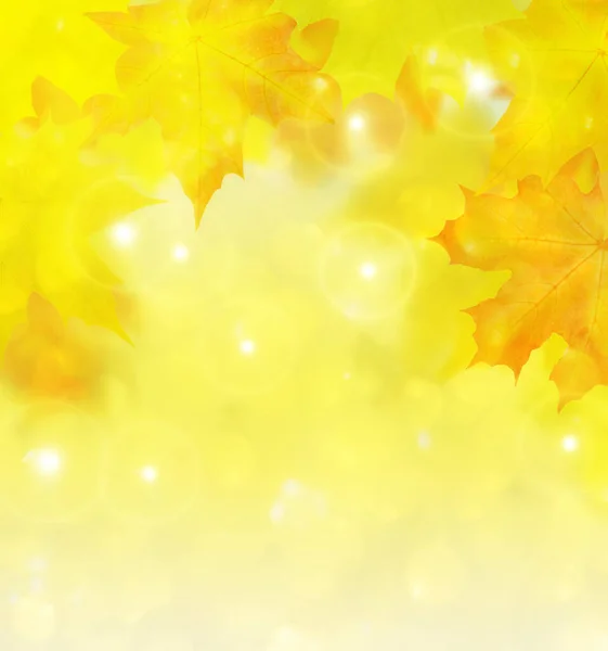 Złoty Klon Jesień Liście Tło — Zdjęcie stockowe
