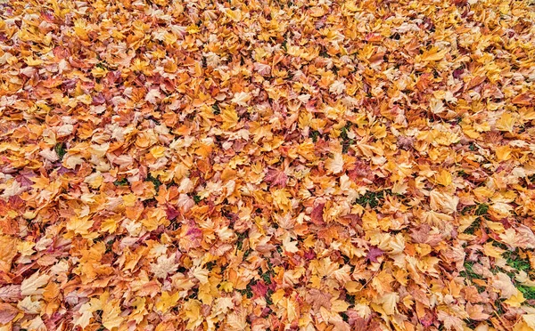 Background Many Bright Fall Leaves — Stock Photo, Image