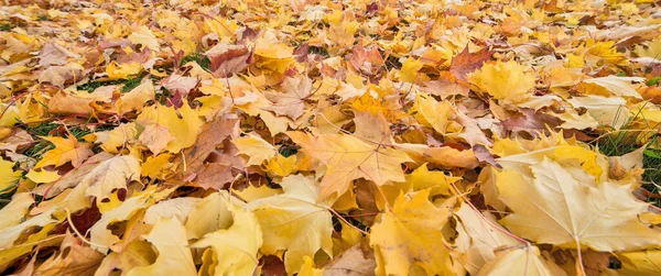 Background Many Bright Fall Leaves — Stock Photo, Image