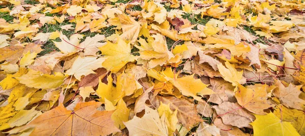 Background Many Bright Fall Leaves — Stock Photo, Image