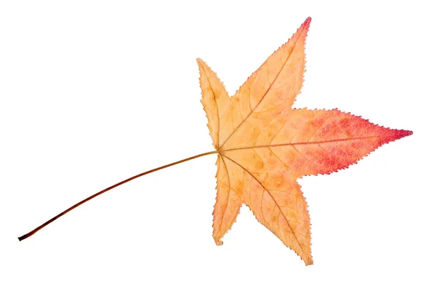 Autumn Sweetgum Leaf Isolated White Background — Stock Photo, Image