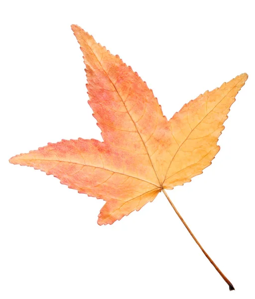 白地に分離された秋の甘いガムの葉 — ストック写真