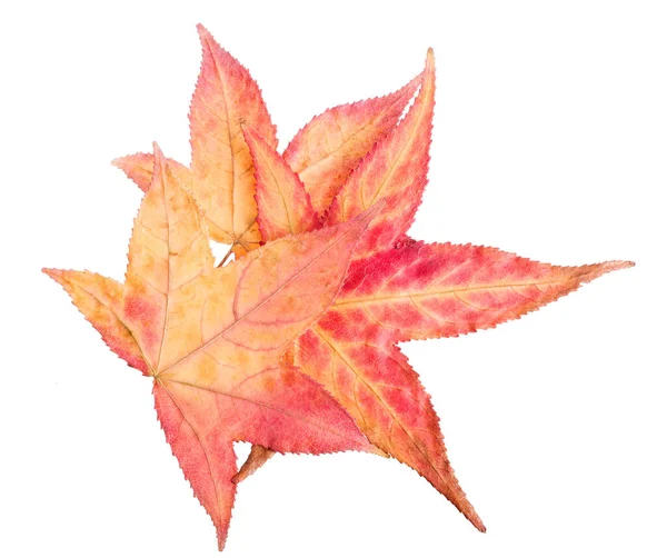 Autumn Sweetgum Leaves Isolated White Background — Stock Photo, Image