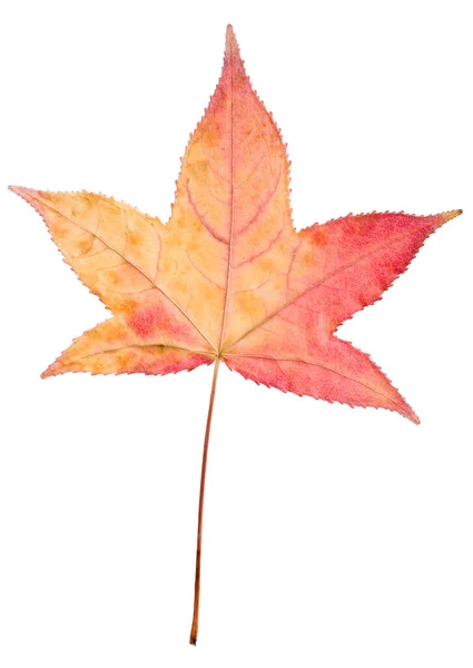 Autumn Sweetgum Leaf Isolated White Background — Stock Photo, Image