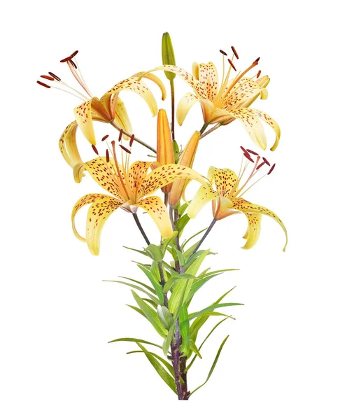 Пучок Жовтих Квітів Лілії Ізольовані Білому Тлі — стокове фото