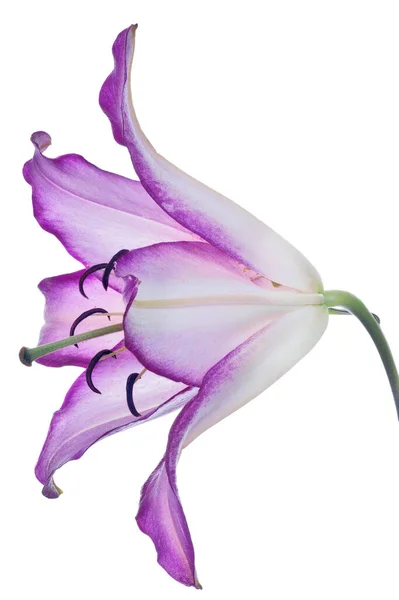 Lilac Lily Flower Isolated White Background — Stock Photo, Image