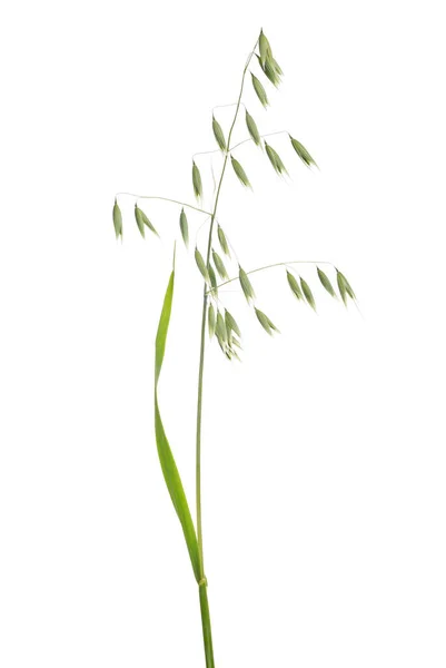 白色背景下孤立的绿色燕麦 — 图库照片