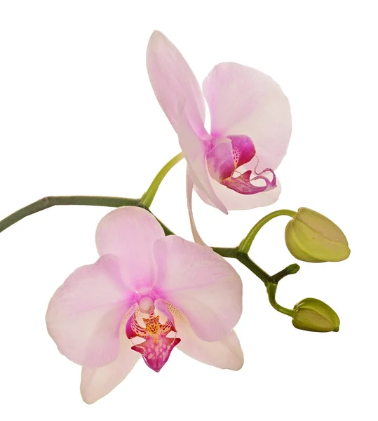 Fiori Orchidea Rosa Chiaro Isolati Sfondo Bianco — Foto Stock