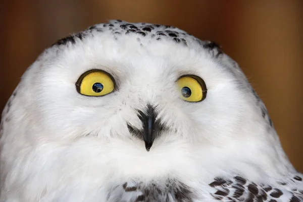 Polar Owl Brown Background — Stock Photo, Image