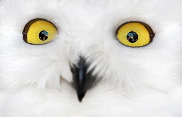 Polar Owl Yellow Eyes Closeup — Stock Photo, Image
