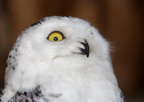 Polar Owl Brown Background — Stock Photo, Image