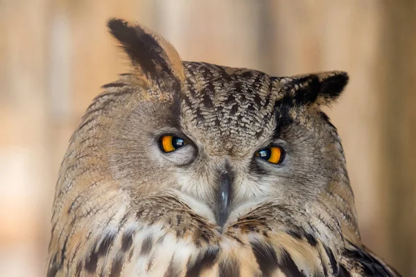 褐色の背景に鷹のフクロウが近づいています — ストック写真