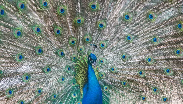 Hermoso Pavo Real Con Verde Azul Cola Primer Plano —  Fotos de Stock