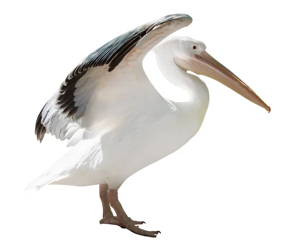 Grande Pelicano Voador Isolado Fundo Branco — Fotografia de Stock