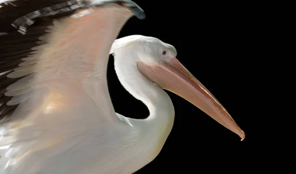 Grote Pelikaan Closeup Geïsoleerd Zwarte Achtergrond — Stockfoto