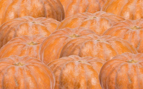 Grupp Mörkorange Pumpor — Stockfoto