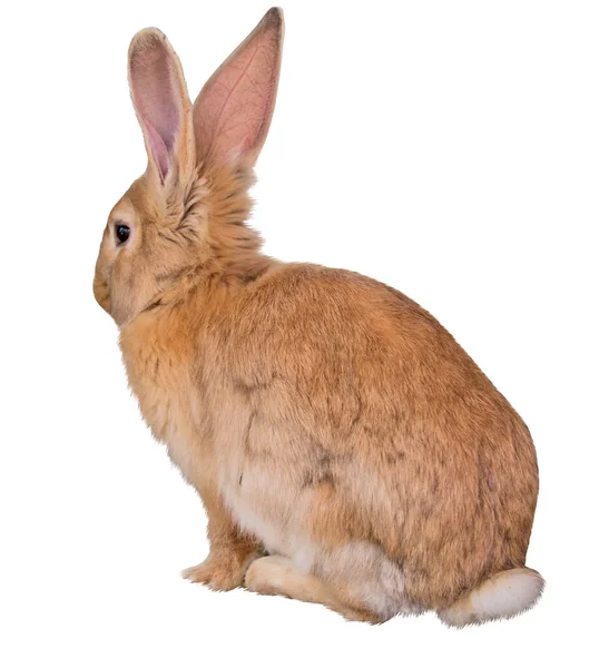 白い背景に隔離された小さな茶色のウサギ — ストック写真