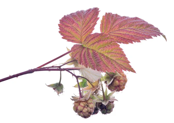 Grön Hallon Med Röda Blad Isolerade Vit Bakgrund — Stockfoto