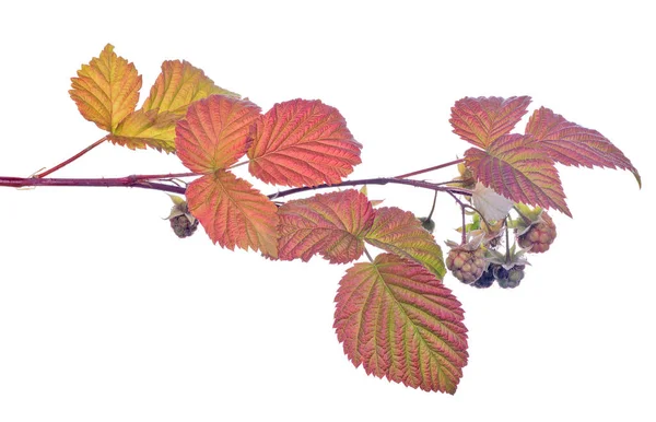 Green Raspberry Red Leaves Isolated White Backround — Stock Photo, Image