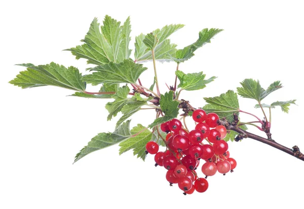 Rote Johannisbeeren Und Grünes Blatt Isoliert Auf Weißem Hintergrund — Stockfoto