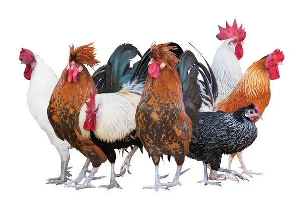 白い背景に隔離された雄鶏のグループ — ストック写真