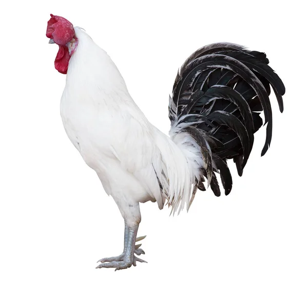 Light Rooster Isolated White Background — Stock Photo, Image