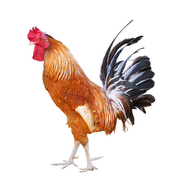 bright color rooster isolated on white background