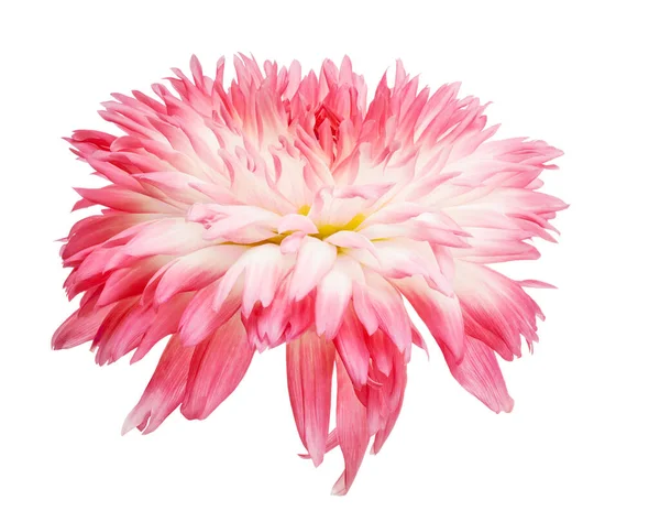 Fény Piros Dahlia Virág Elszigetelt Fehér Háttér — Stock Fotó