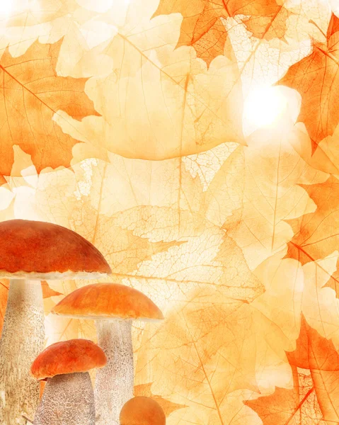 Orange Autumn Maple Leaves Mushrooms Background — Stock Photo, Image