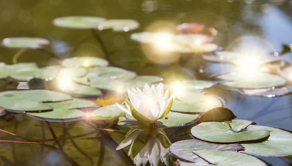 Light Lily Flower Green Leaves Surroundings — Stock Photo, Image