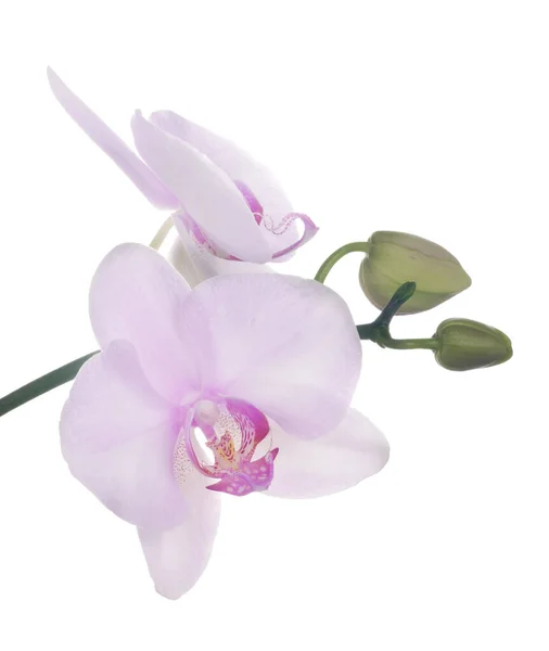 Fiori Orchidea Rosa Chiaro Isolati Sfondo Bianco — Foto Stock