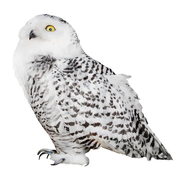 Polar Owl Isolated White Background — Stock Photo, Image