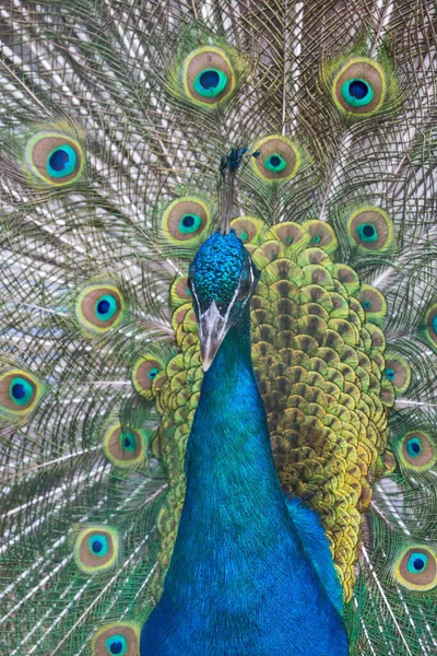 Belo Pavão Com Fecho Cauda Verde Azul — Fotografia de Stock