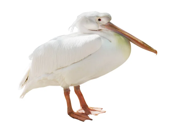 Petit Pélican Debout Isolé Sur Fond Blanc — Photo