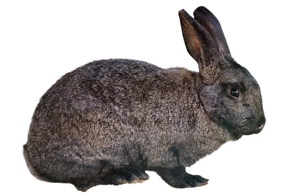 Pequeño Conejo Oscuro Aislado Sobre Fondo Blanco —  Fotos de Stock