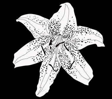 Siyah arkaplanda beyaz zambak silueti olan illüstrasyon