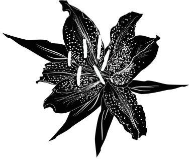 Beyaz arkaplanda izole edilmiş siyah zambak çiçeği silueti