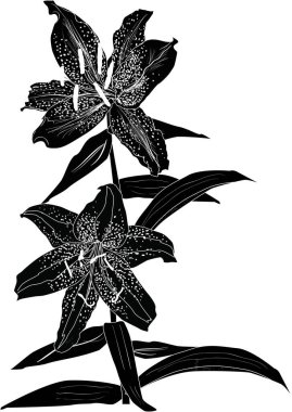 Beyaz arkaplanda izole edilmiş siyah zambak çiçeği silueti