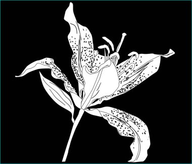 Siyah arkaplanda beyaz zambak silueti olan illüstrasyon