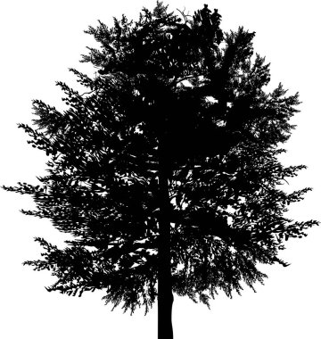 Beyaz arka planda izole edilmiş tek bir siyah çam silueti ile illüstrasyon