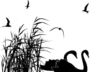 Beyaz arkaplanda izole edilmiş sazlık siluetleri arasındaki kuğularla illüstrasyon