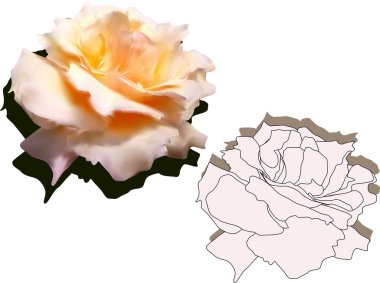 Beyaz arkaplanda izole edilmiş hafif gül ile illüstrasyon