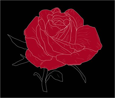 Siyah arkaplanda kırmızı gül çizimi
