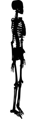 insan iskeleti ile siluet çizimi