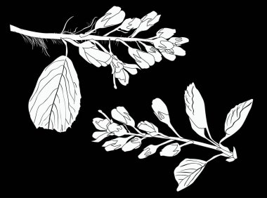 Siyah arkaplanda yalıtılmış bahar dalları ile illüstrasyon