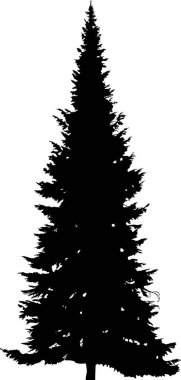 illüstrasyon izole beyaz zemin üzerine köknar ağacı siluet ile