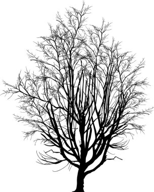Beyaz arkaplanda izole edilmiş çıplak ağaçla illüstrasyon