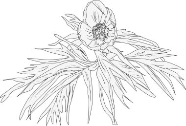 Beyaz arkaplanda izole edilmiş ağaçlı şakayık çiçekli çizim