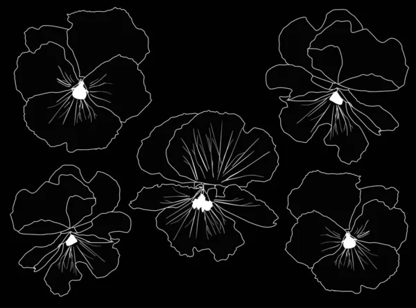 Ilustrace Zahradní Fialové Květy Obrysy Izolované Černém Pozadí — Stockový vektor